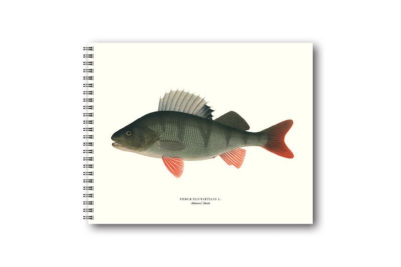 Notizbuch Skizzenbuch "historische Fische" mit IIlustrationen von Gösta Sundman spätes 19. Jahrhundert